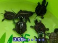 巴西龟背甲图案
